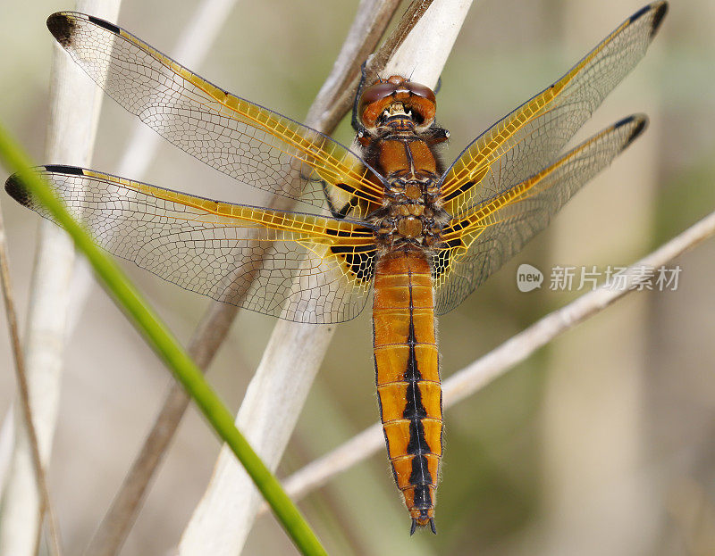 蓝色追逐蜻蜓(Libellula fulva)雌性